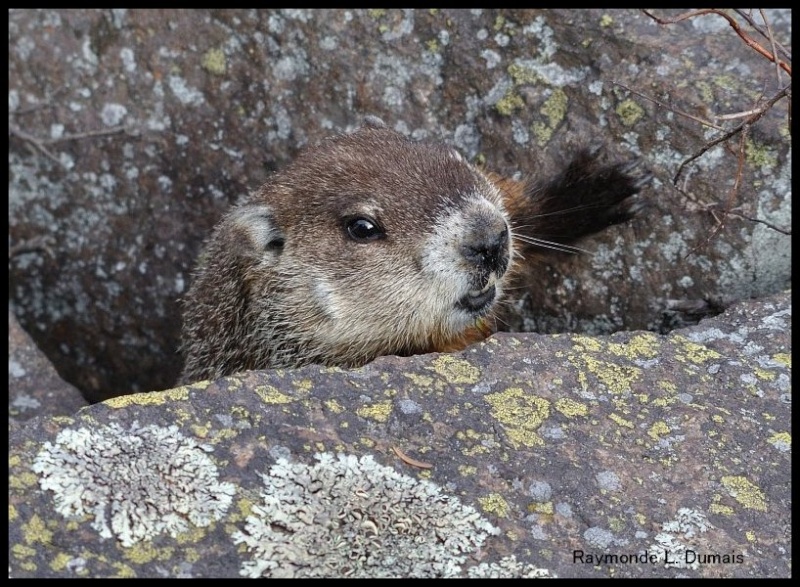 Une marmotte qui... Dsc_0216