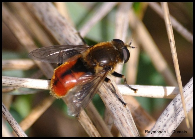 Syrphidé Dsc_0710