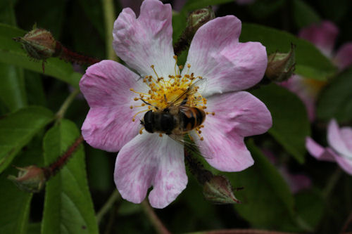 Petite srie de macro de fleurs et d'insectes Img_3713