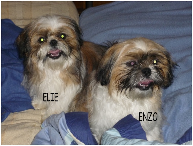 Adoptés !! Elie et Enzo - mâles - shi tzu -  13 P1120815