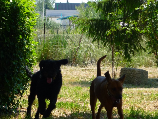 [ Adoptée ! ] Farah -  x Terre Neuve - 5 mois - à adopter - en FA  13 - SPA de Salon P1140923