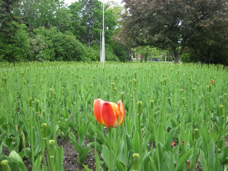 Les tulipes Img_0413