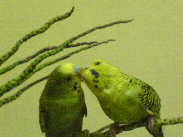 Hand feed lovebird and budgie for sale Dsc00010