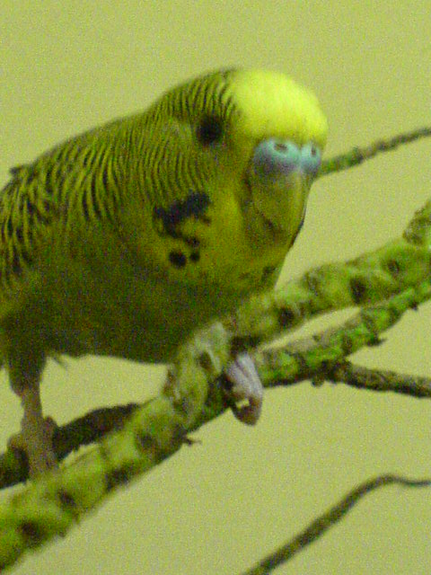 Hand feed lovebird and budgie for sale Dsc00011