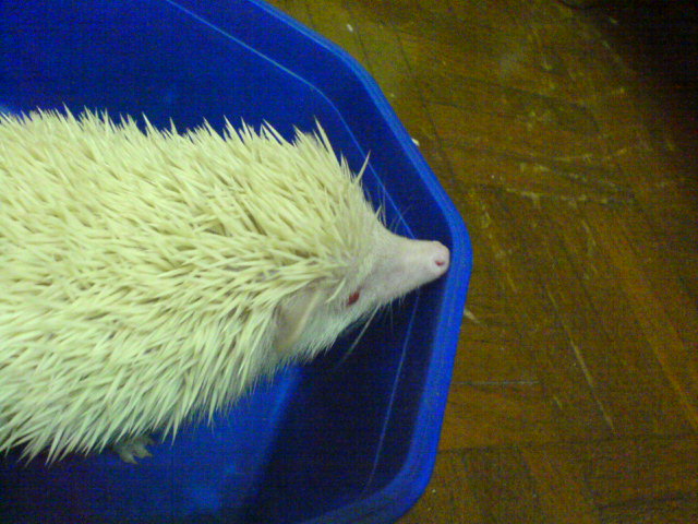 Healthy and cute hedgehog for sale at our store!! Dsc00111