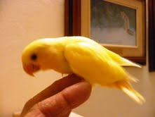 Hand feed lovebird and budgie for sale Mail_g10