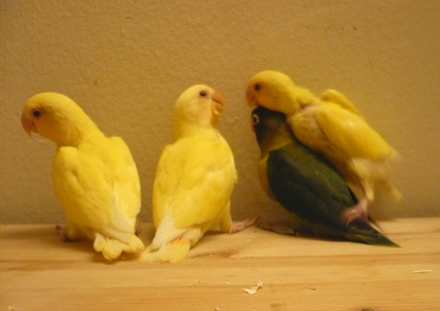 Hand feed lovebird and budgie for sale Red_ey11