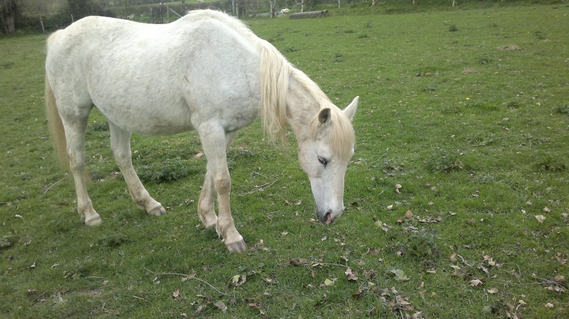 TOTOTTE - Camargue PP née en 1986 - adoptée en mars 2009 par Chrisdel 06210