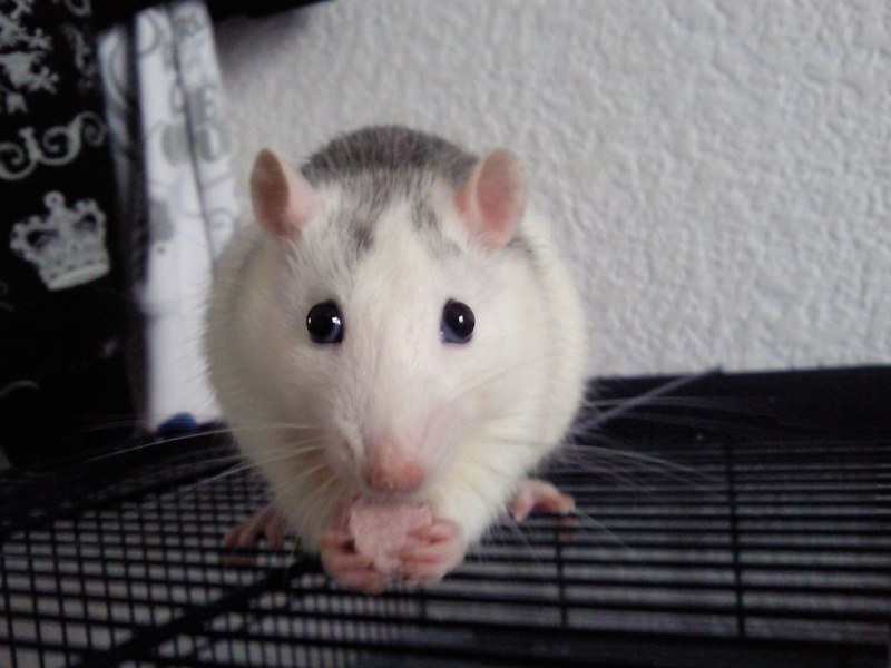 mon rat a les yeuz de plus en plus gros Photo010