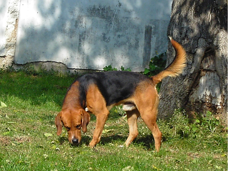 VANDAMME, croisé beagle mâle, 5 ans (86) Vandam12