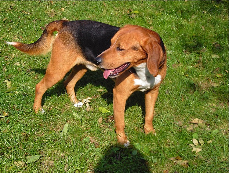 VANDAMME, croisé beagle mâle, 5 ans (86) Vandam13