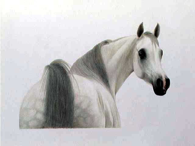 the best horsees Arabo110
