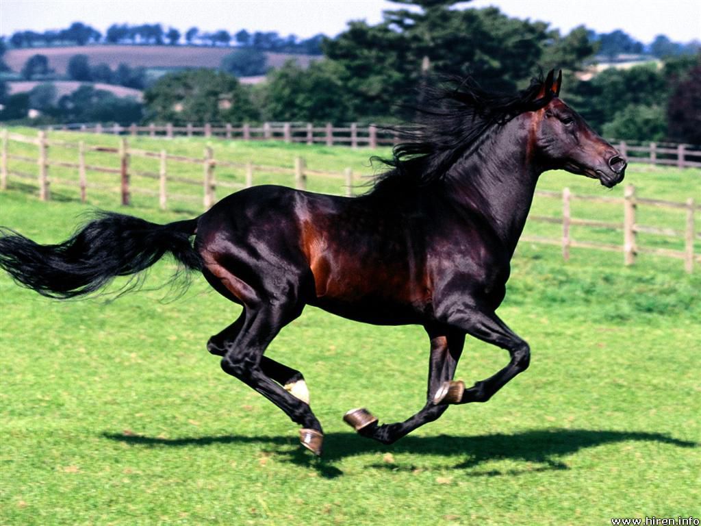 the best horsees Full-s10