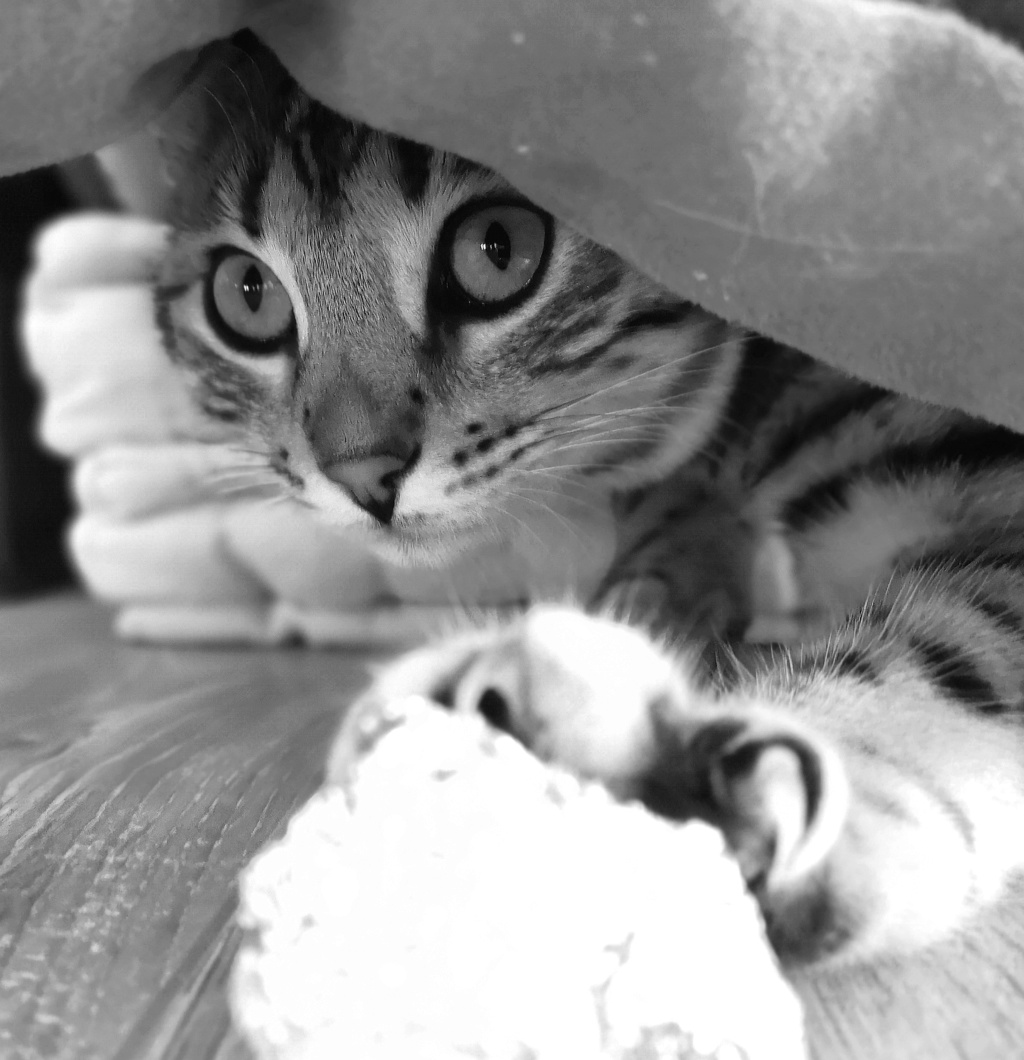 Mes Belettes .... - Page 22 Img_2091
