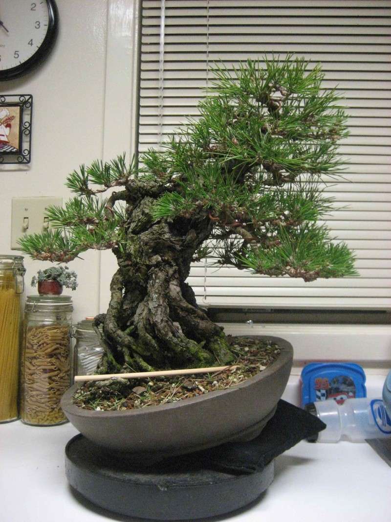 Exposed Root Black Pine Img_4310