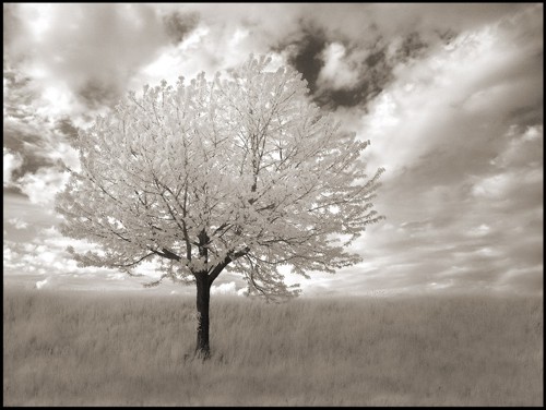 Der weiße Baum Steppe10