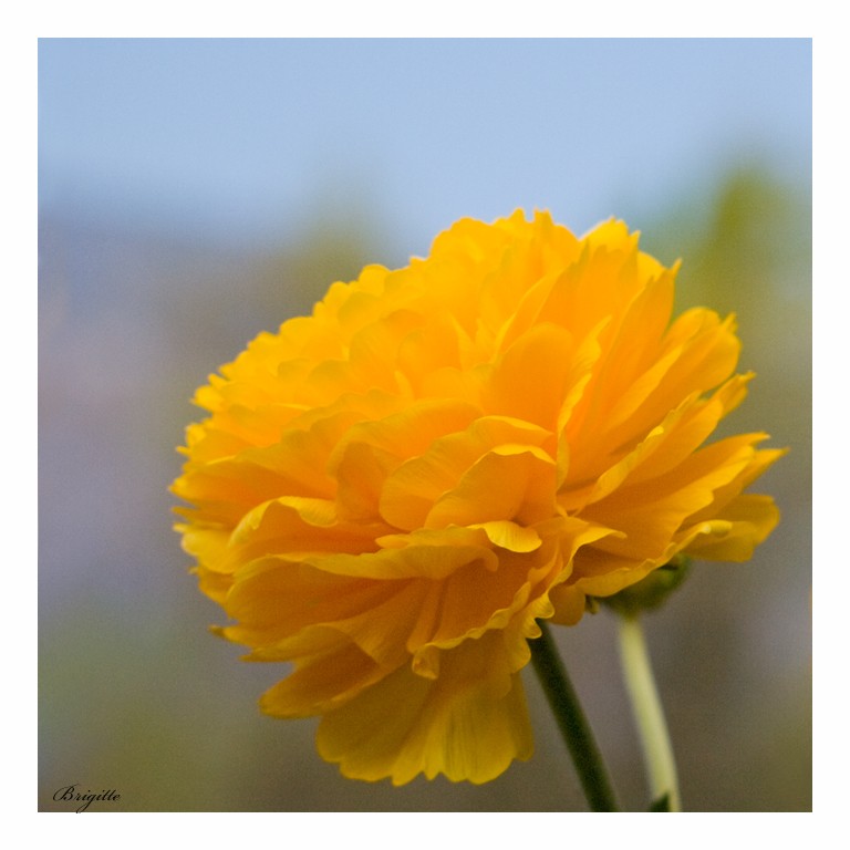 Fleur jaune 10180411