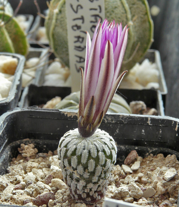 Turbi. pseudopectinatus Turbin11