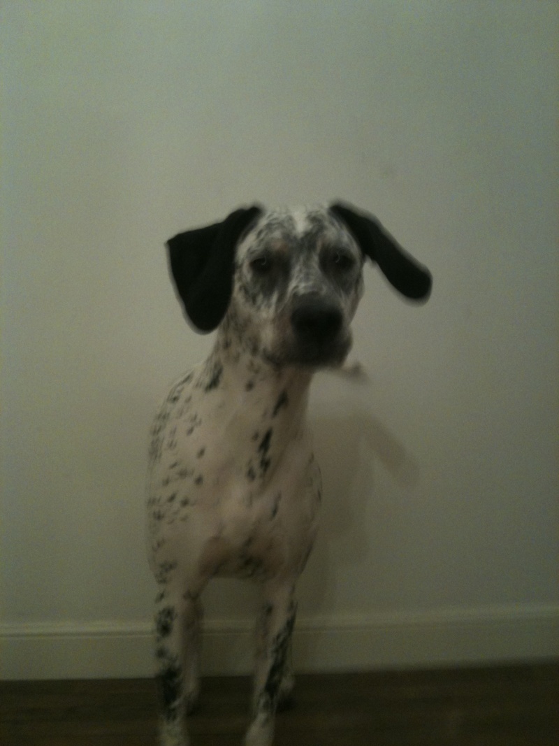 [ADOPTEE]BAILA - dalmatien F - 2 ans - en FA (dpt 52) - asso dalmaSF Img_0926