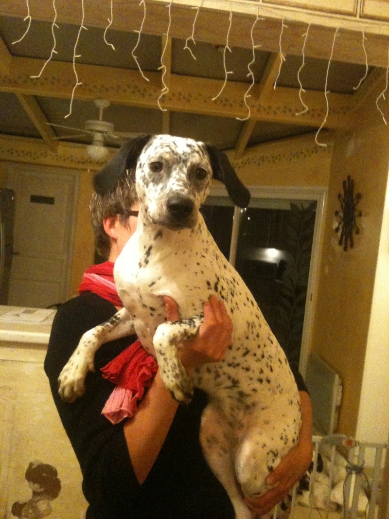 [ADOPTEE]BAILA - dalmatien F - 2 ans - en FA (dpt 52) - asso dalmaSF Img_0930