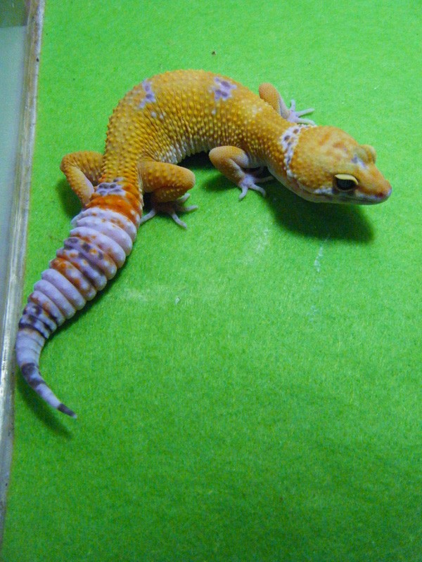 mes gecko  Dscf5915