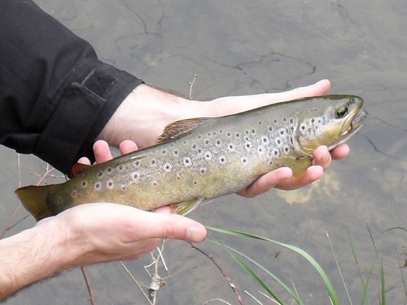 VOTRE PECHE D'AVRIL Sdc10210