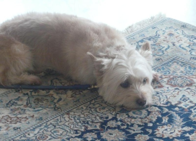 TEQUILA -  cairnXwestie - mâle - 8 ans - Yvelines Tequil10