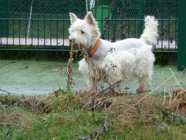 VICKIE - type westie - femelle - 6 ans - en FA en Alsace Vickie11