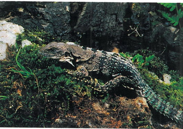 [Ctenosaura] Quelle est cette espèce? Ctenos10