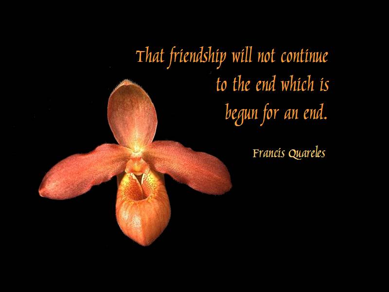 Friendship Qoute Cards Funlok17