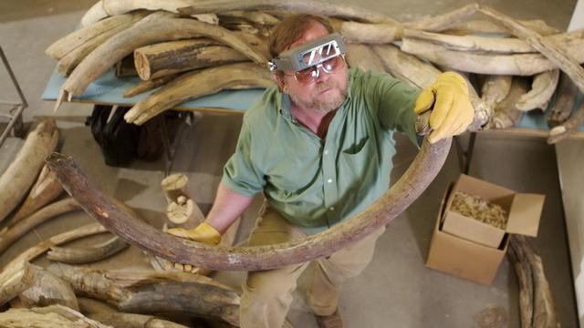La grande extinction des mammouths  Extinc10