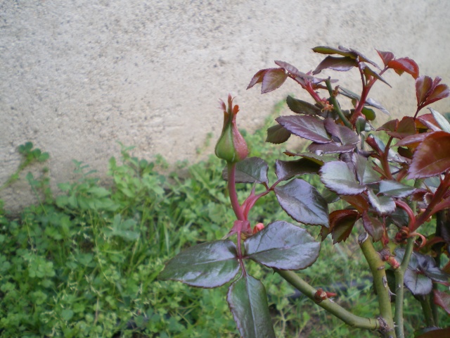 le royaume des rosiers...Vive la Rose ! 9_mars11