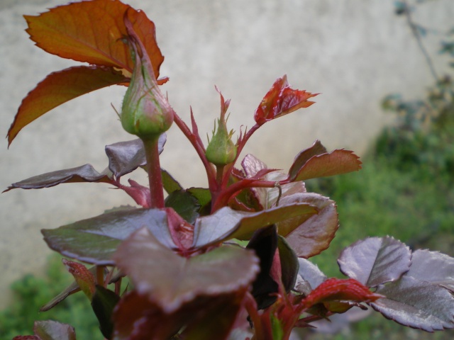 le royaume des rosiers...Vive la Rose ! 9_mars12