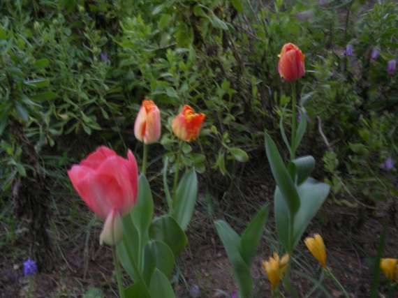 les tulipes Imgp3713