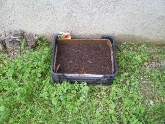 J'ai planté.....dans mon potager Le_3_a18