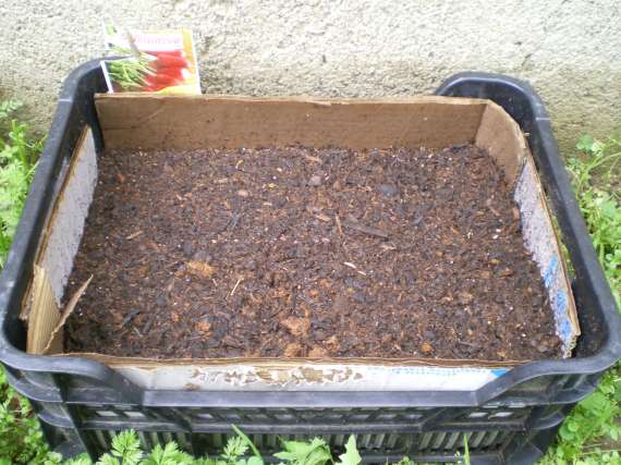 J'ai planté.....dans mon potager Le_3_a19