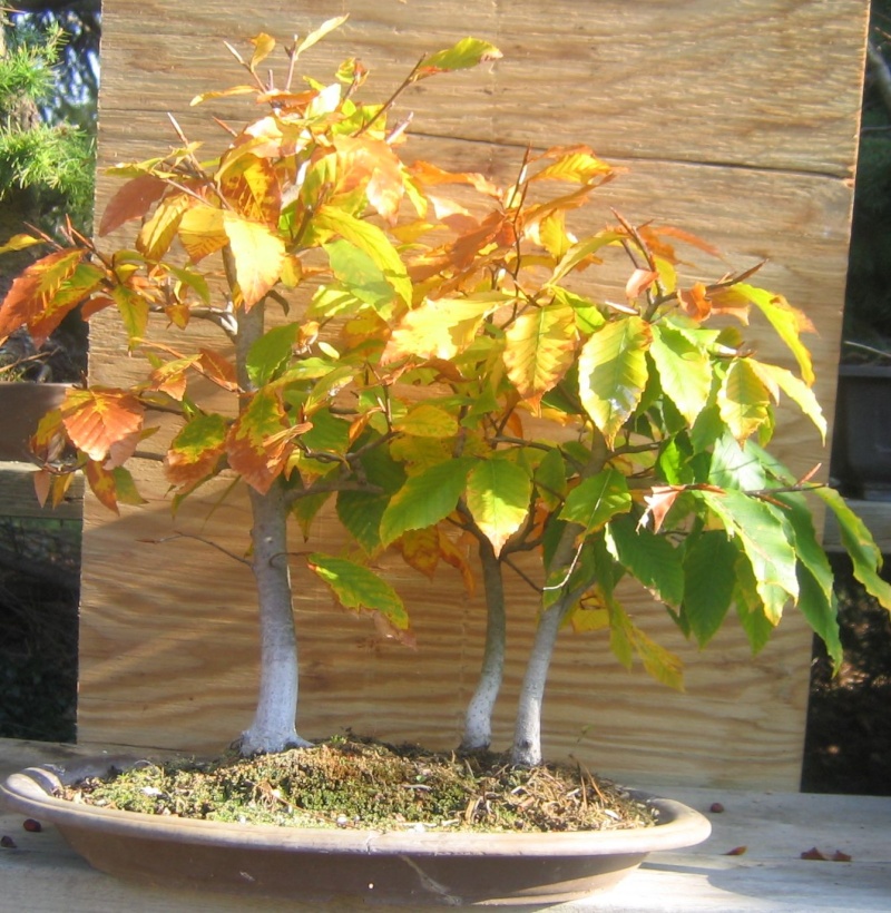 Show the Autumncolour from your bonsai - Page 3 Beech221