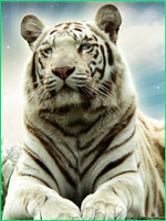 BlueSky's Gallery Tiger210