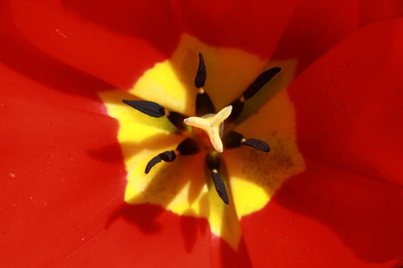 Tulipes Copie_31