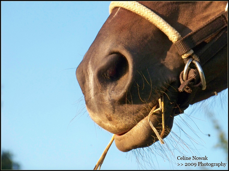 Horses Chevau13