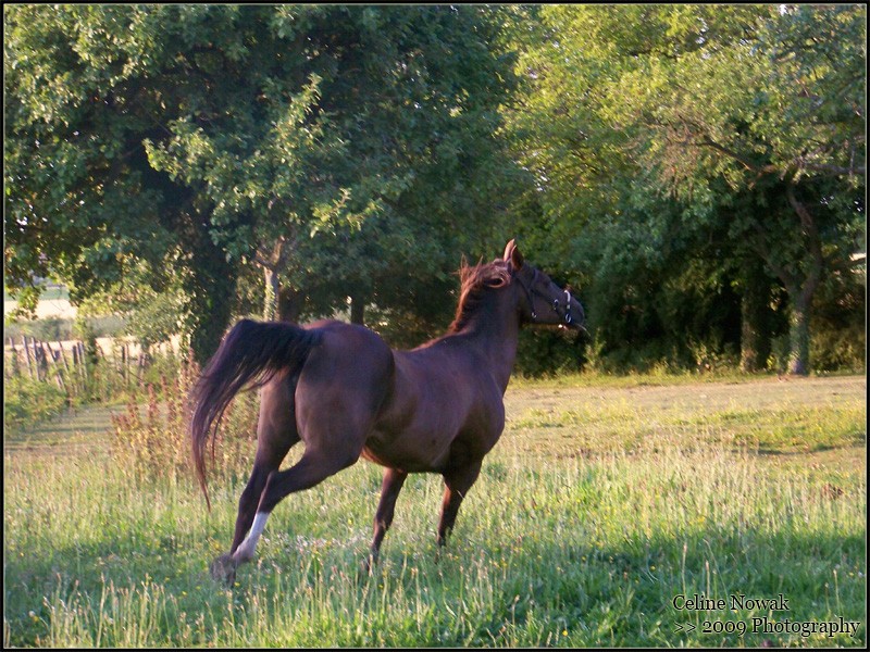 Horses Chevau14