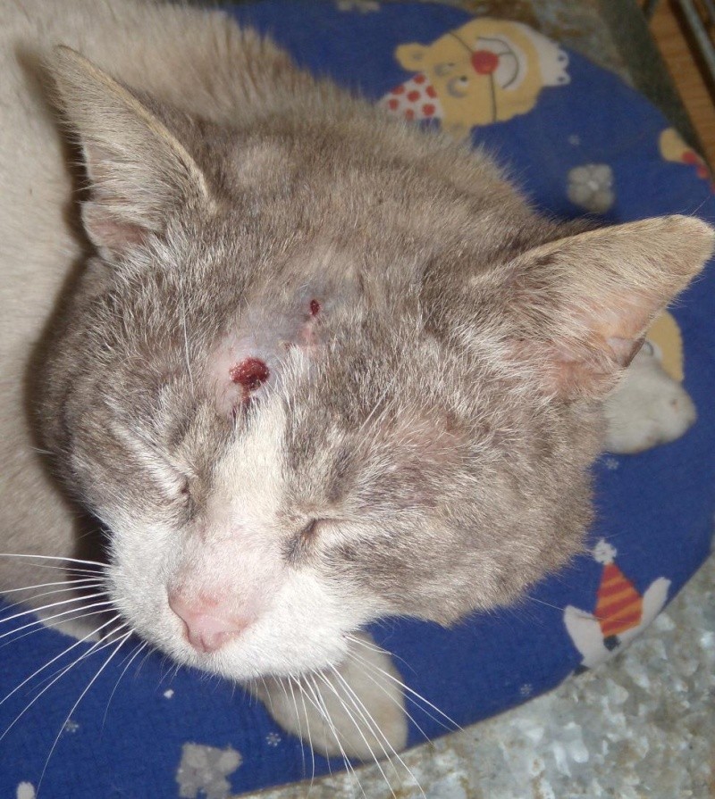 Chat blessé à Béthune le 22 février 2010 Dscn1213