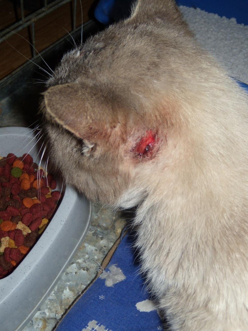 Chat blessé à Béthune le 22 février 2010 Dscn1215