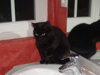 Gaillette, chatte noire 1,5 ans Dscn1731