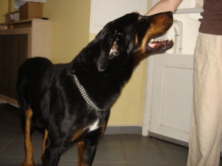 Tiano, beauceron 7.5 ans Tiano_14