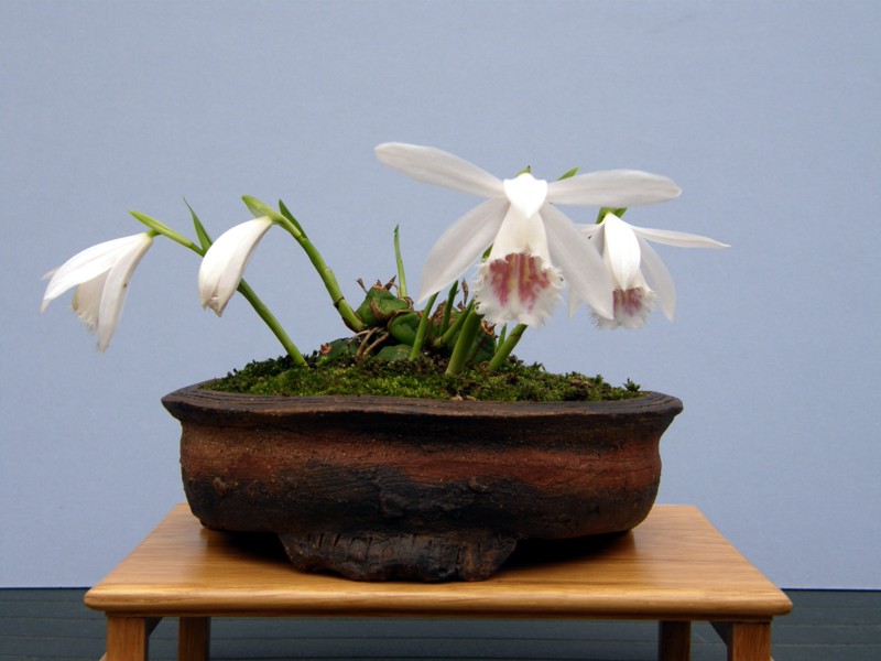 A pot of Pleiones Red_sp12