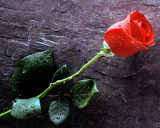 Verschenke Rose True_l10