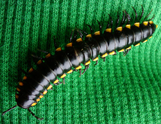 Black and yellow millipede-Harpaphe haydeniana Black_19