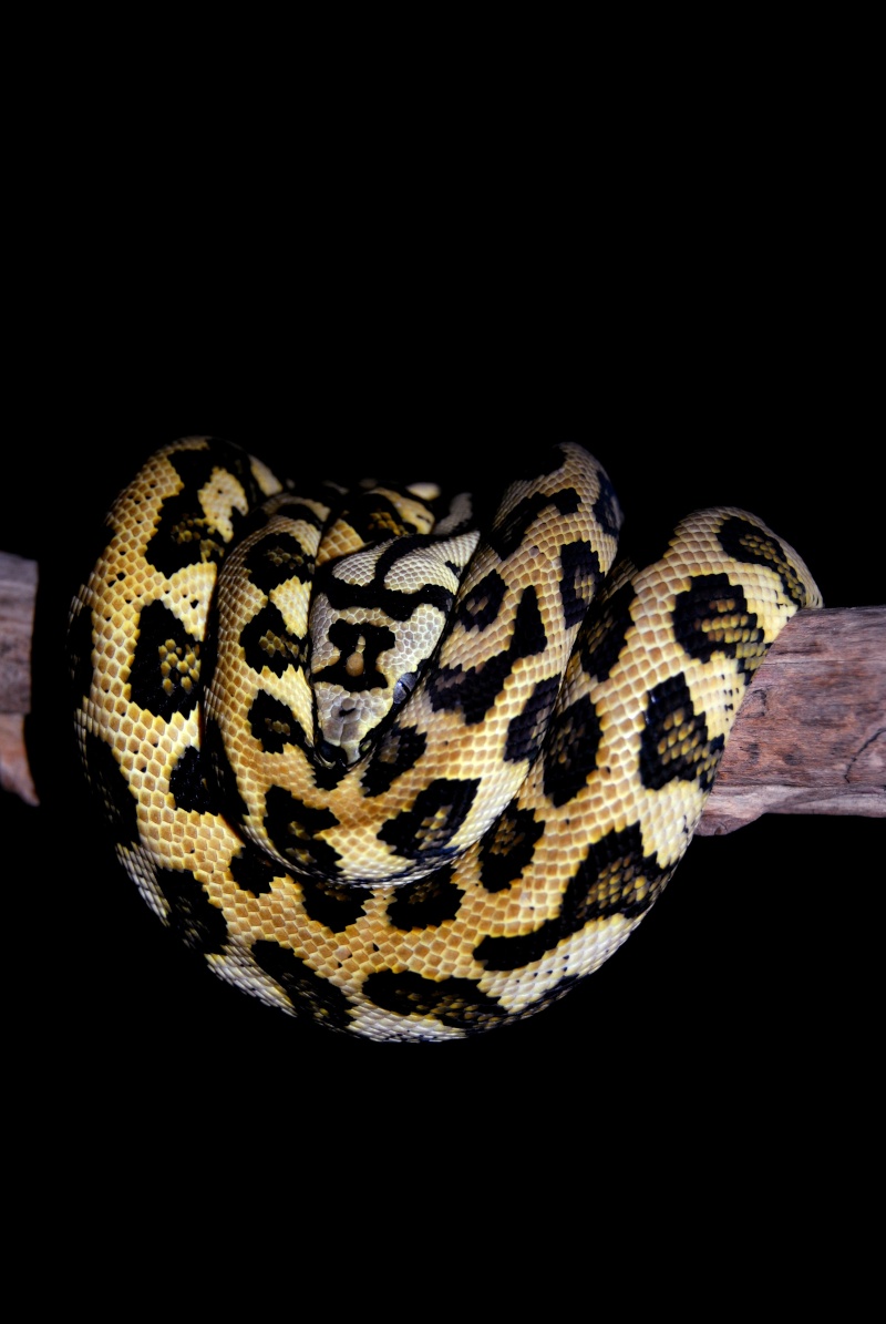 Python Morelia Spilota Macdowelli Jaguar (suite) Dsc_0028
