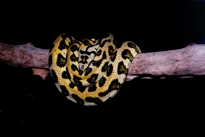 Python Morelia Spilota Macdowelli Jaguar (suite) Dsc_0029